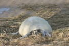 Seal Pup Resting On Grass